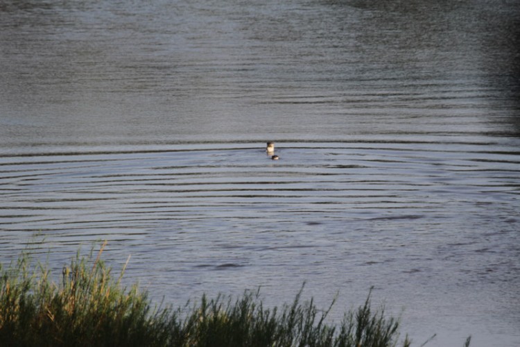 african clawless otter levhuvhu.jpg