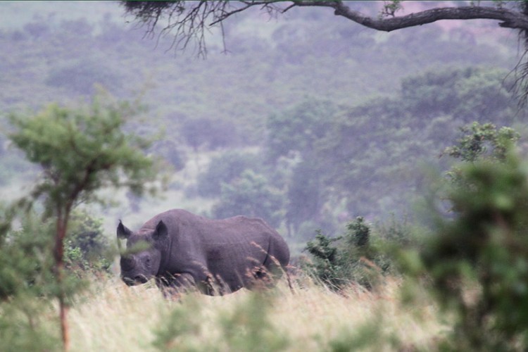 black rhino.jpg