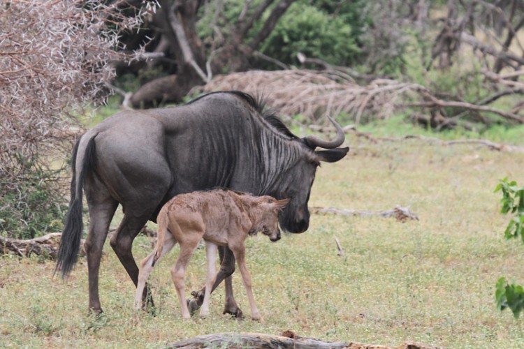 blue widebeest s25.jpg