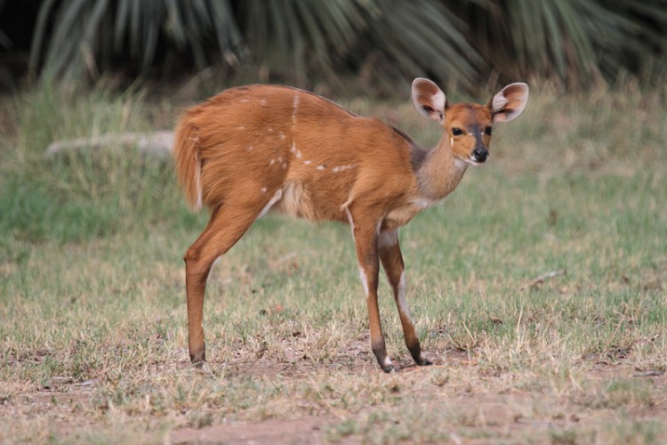 bushbuck letaba.jpg