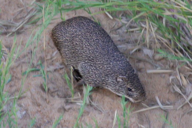 cane rat letaba bridge.jpg