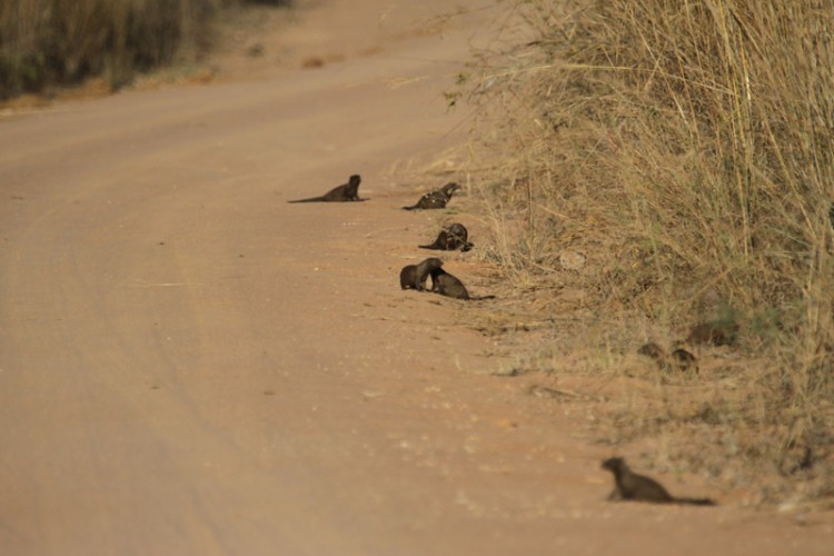 dwarf mongoose fayi loop.jpg