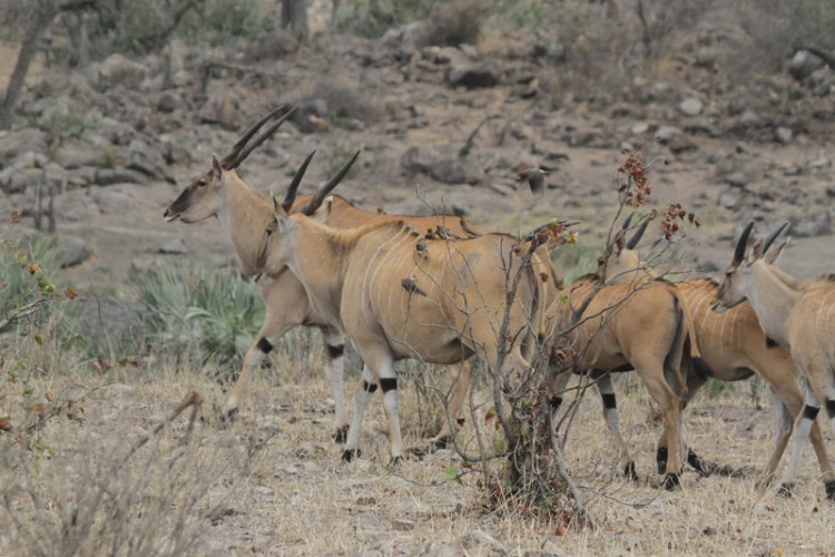 eland klopperfontein.jpg