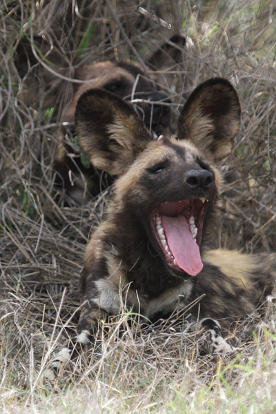 wild dog s114.jpg