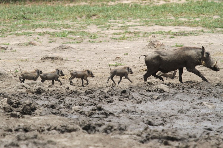 warthog s28.jpg