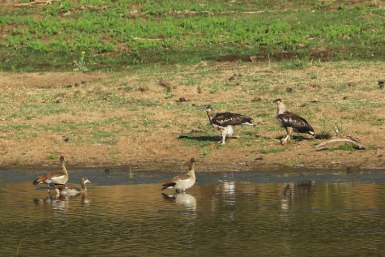 a102+148 letaba river.JPG