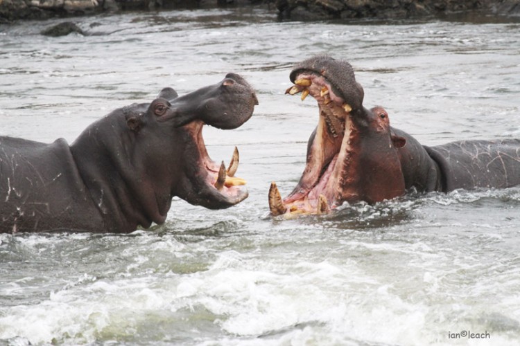 hippo sabie r.jpg