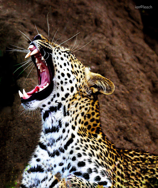 leopard s51.jpg