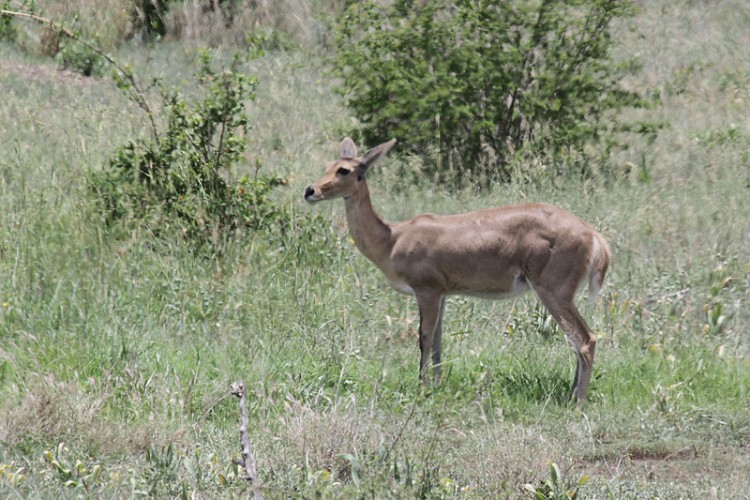 reedbuck h10.jpg