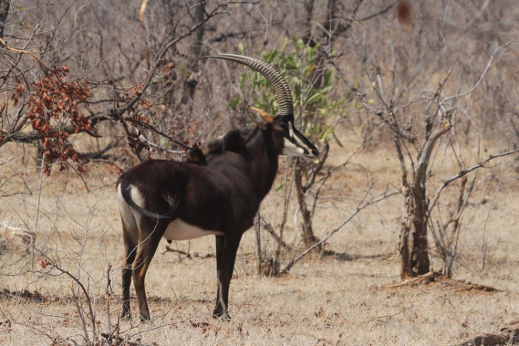 sable s52 near bateleur.jpg