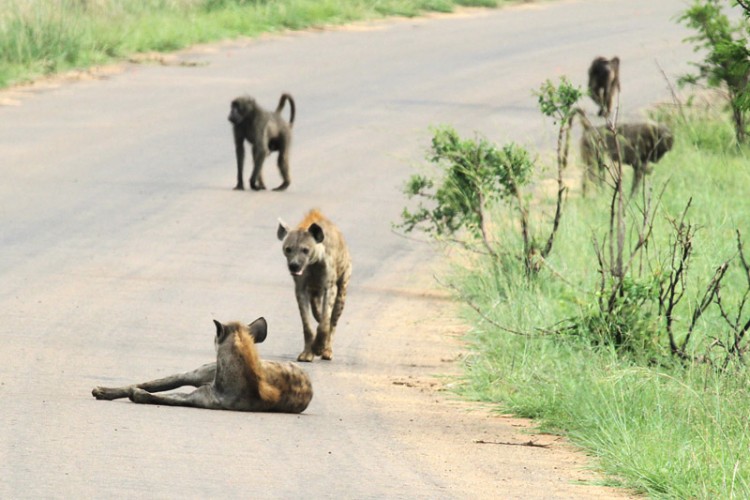 baboon and hyena.jpg