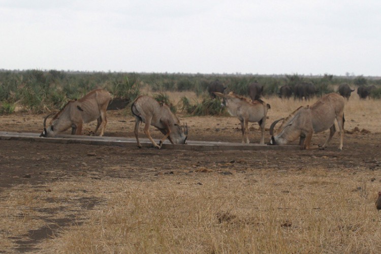 roan and buffalo.jpg