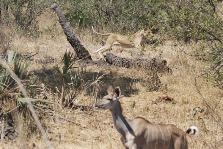 lion and kudu.jpg