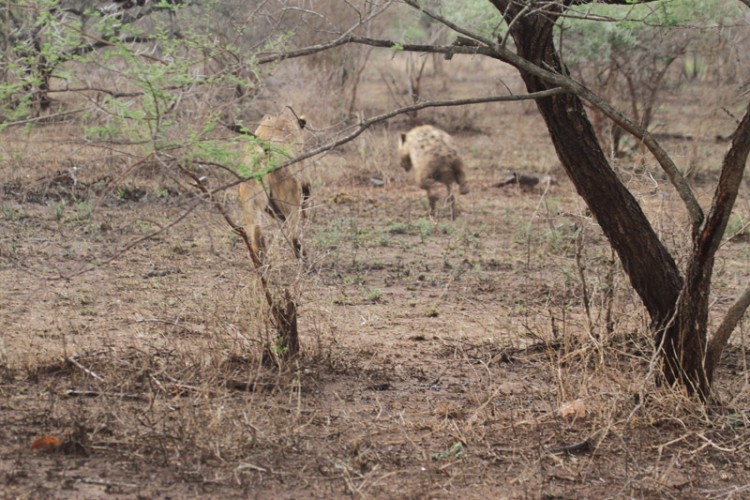 lion and hyena.jpg