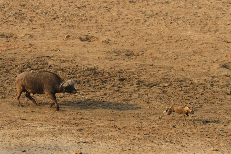 buffalo and wild dog.jpg