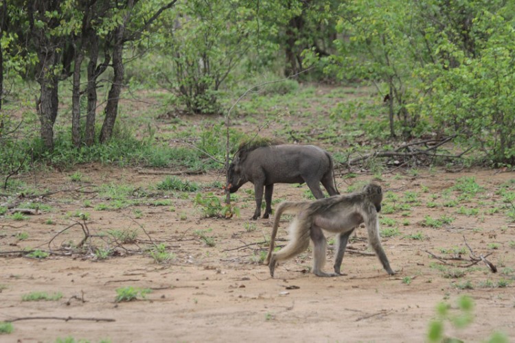 baboon and warthog h1-6.jpg