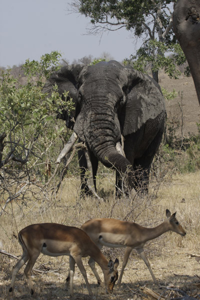 impala and elephant ngotso n.jpg