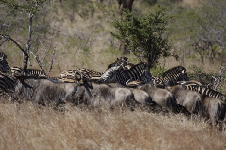 zebra and wildebeest h10.jpg