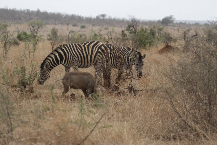 zebra and warthog h1-1.jpg