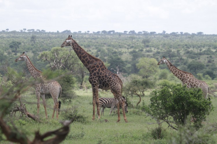zebra and giraffe h4-2.jpg