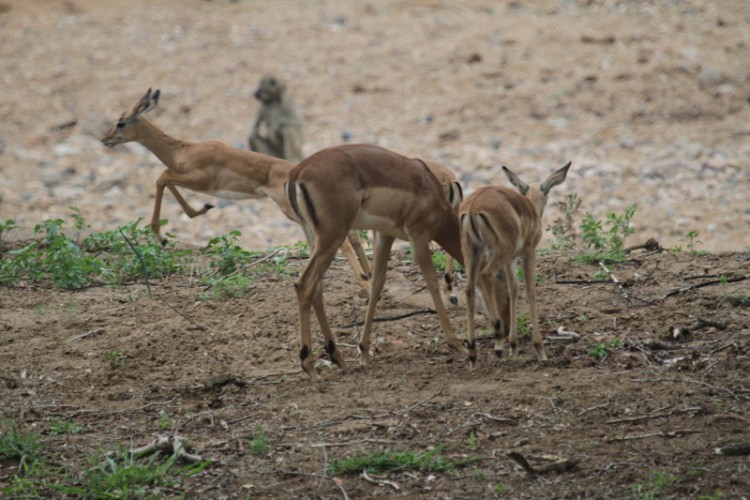 impala and baboon shing conf loop.jpg