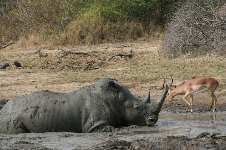 rhino and impala.jpg