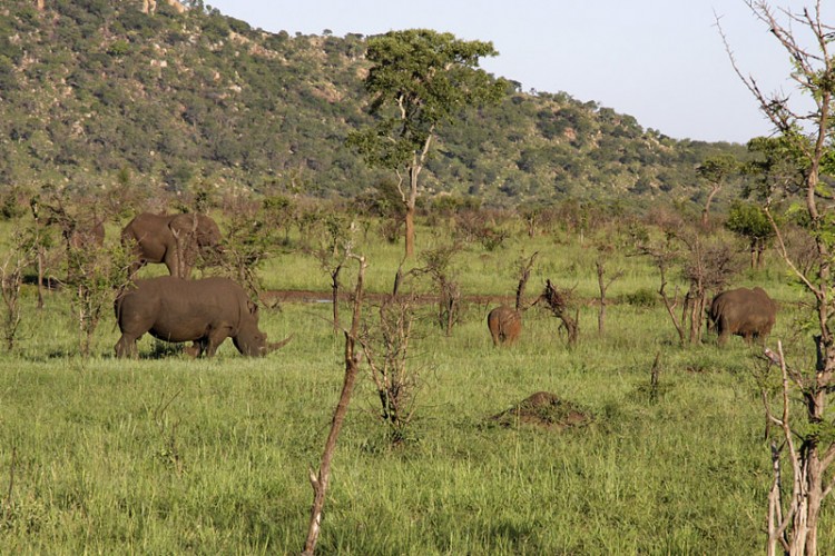 rhino and elephant.jpg