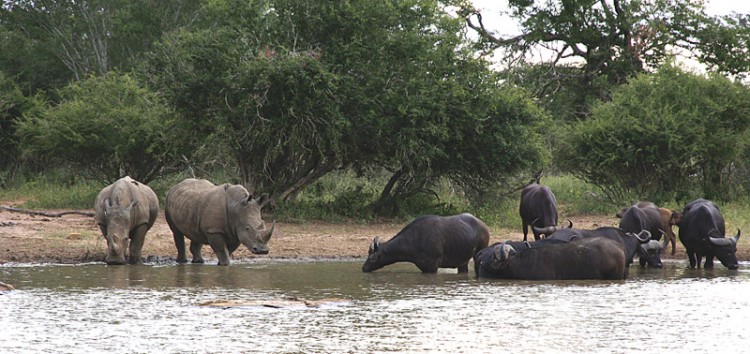 rhino and buffalo (2).jpg