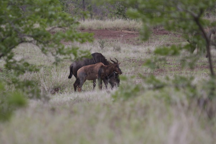 tsessebe and wildeeest h1-5.jpg