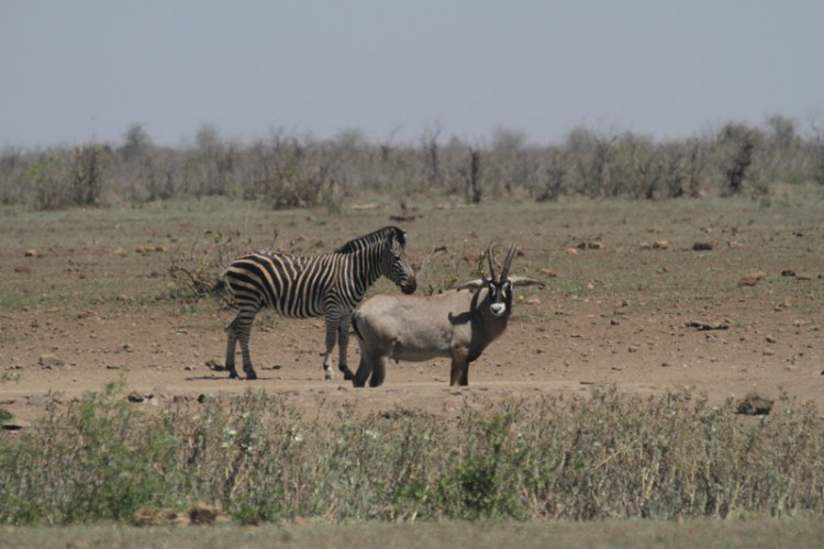 roan and zebra s143.jpg