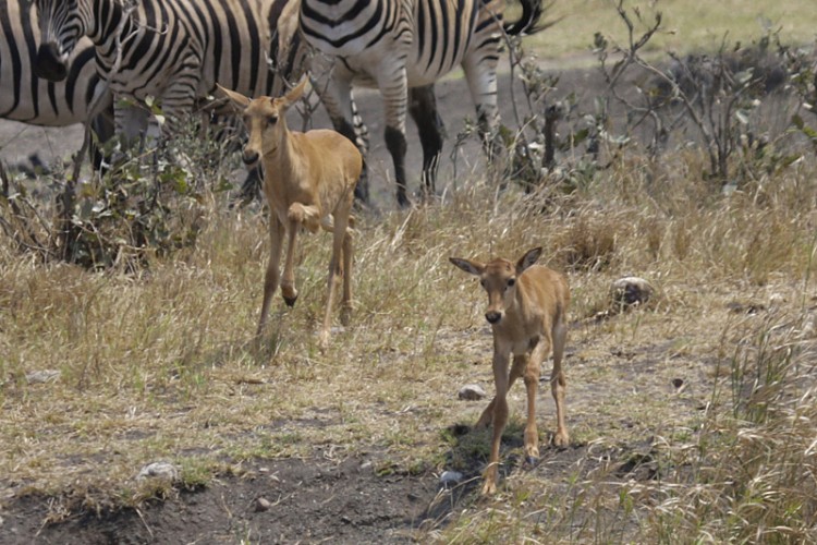 tsessebe and zebra klopp.jpg