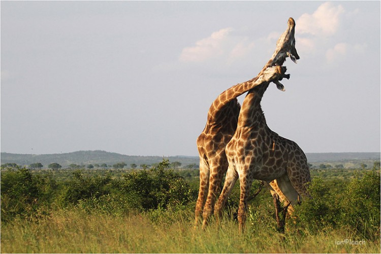giraffe s29.jpg
