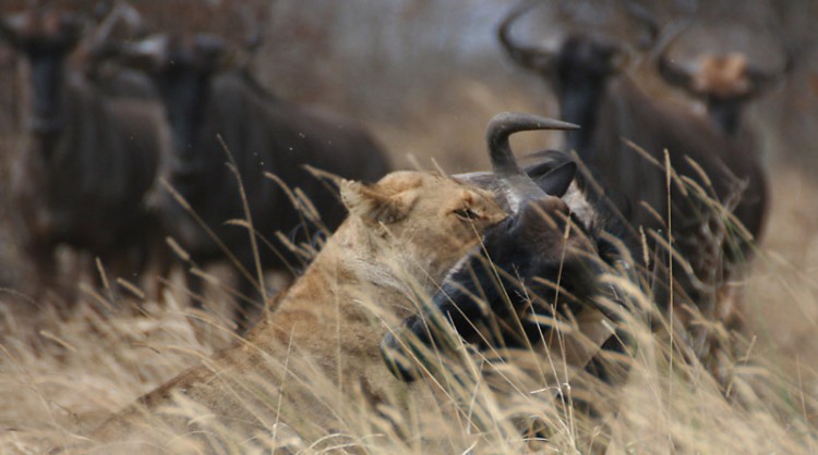 lion and wildebeest s100.jpg