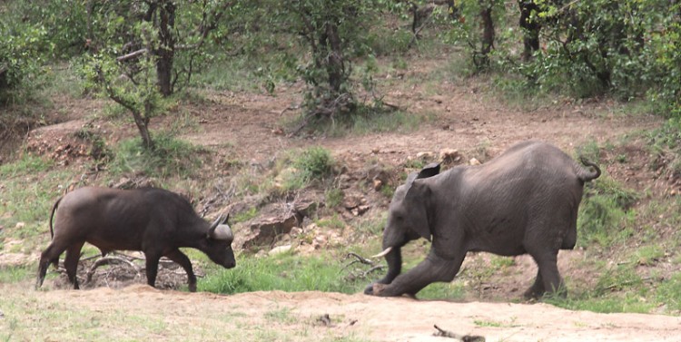 buffalo and elephant nhlanganini.jpg