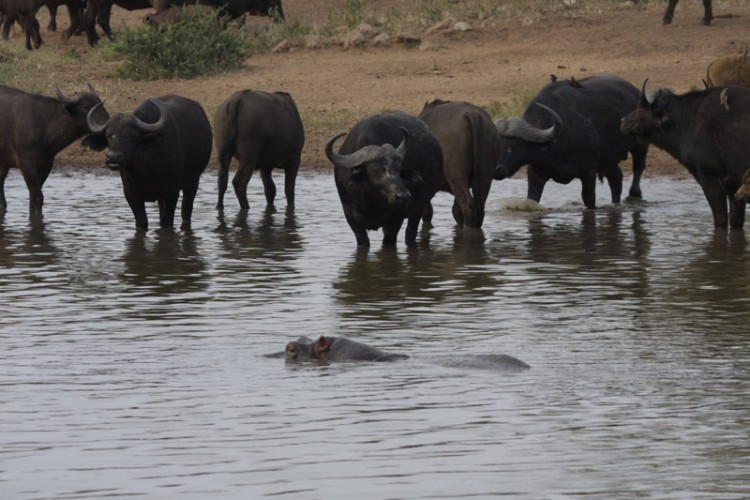 buffalo and hippo girivana.jpg