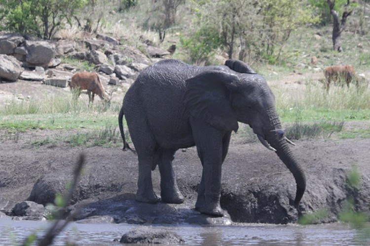 elephant and tsessbe klopp.jpg