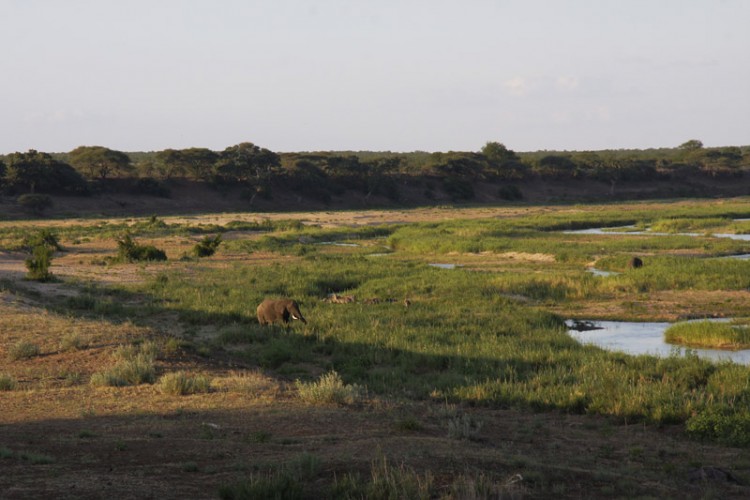elephant and waterbuck letaba r.jpg