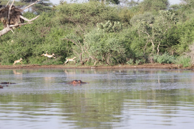 impala and hippo sunset.jpg