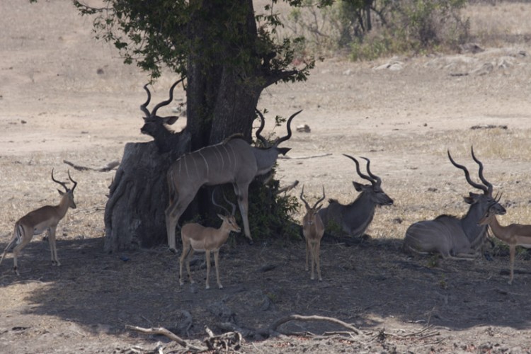 impala and kudu h1-3.jpg