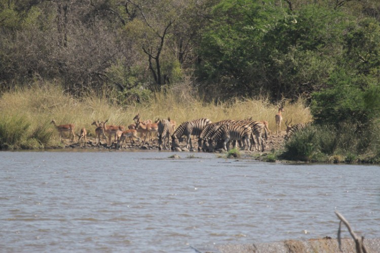 impala and zebra (2) gudzani.jpg