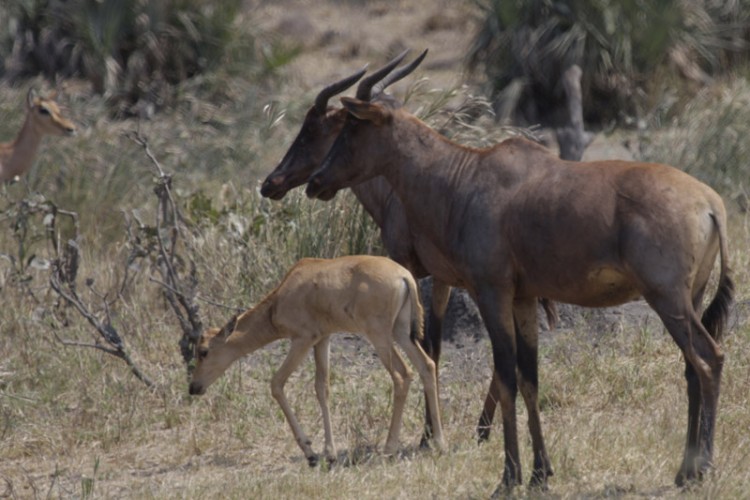 impala tsessebe renoster.jpg