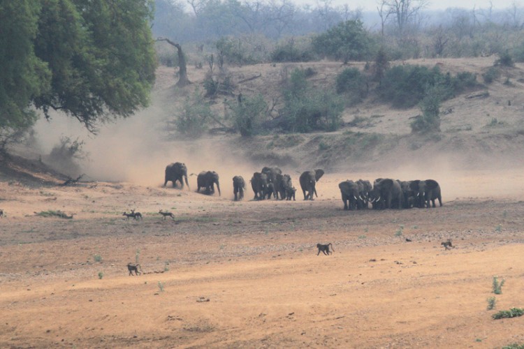 elephant baboon wild dog.jpg