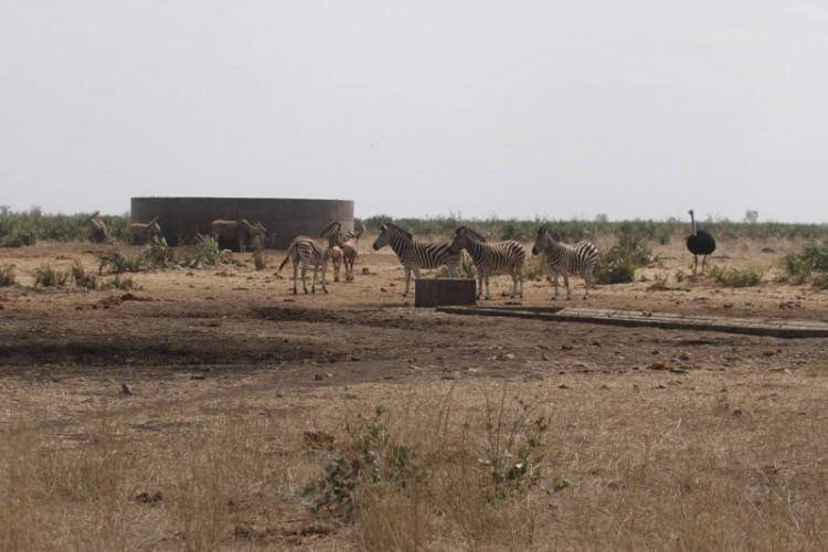 eland tssessbe zebra boyela.jpg