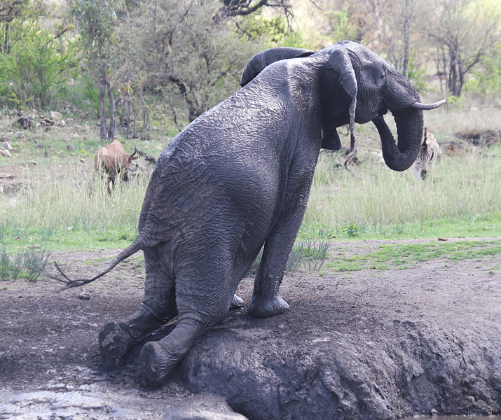 elephant tsessebe zebra.jpg