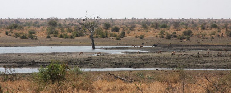 impala zebra wildebeest.jpg