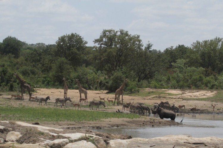impala, rhino zebra giraffe.jpg