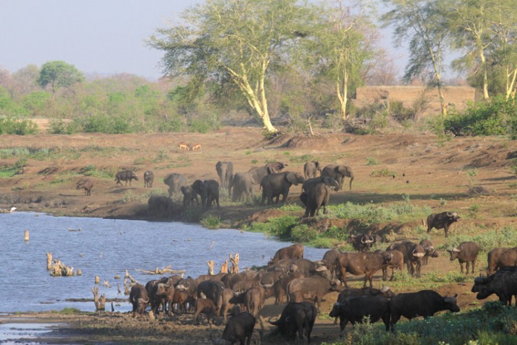 impala buffalo elephant.jpg