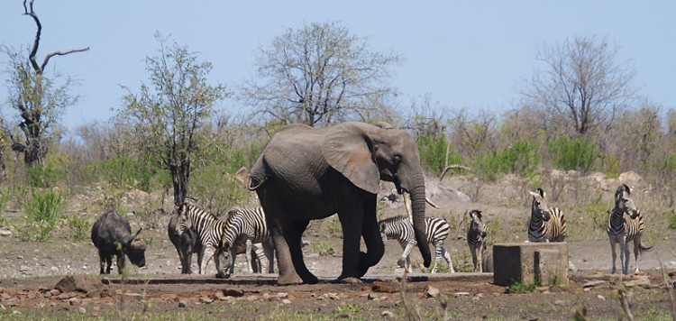 elephant zebra buffalo babalala.jpg