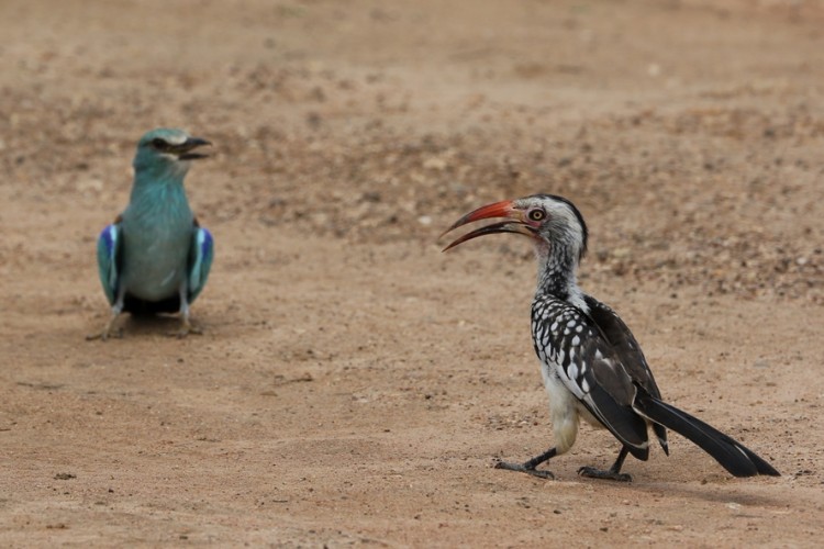 Kruger National Park Bird Challenge Battle Of The Sexes - 