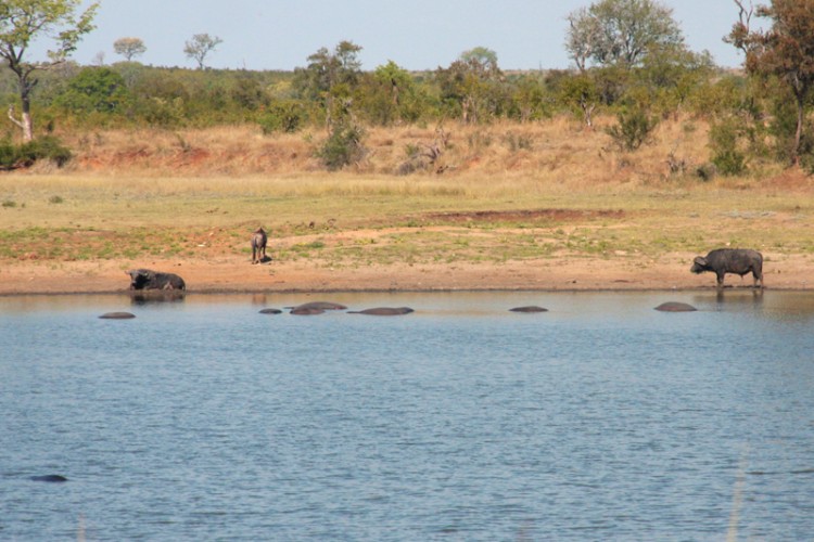 buffalo, hippo, wildebeest.jpg